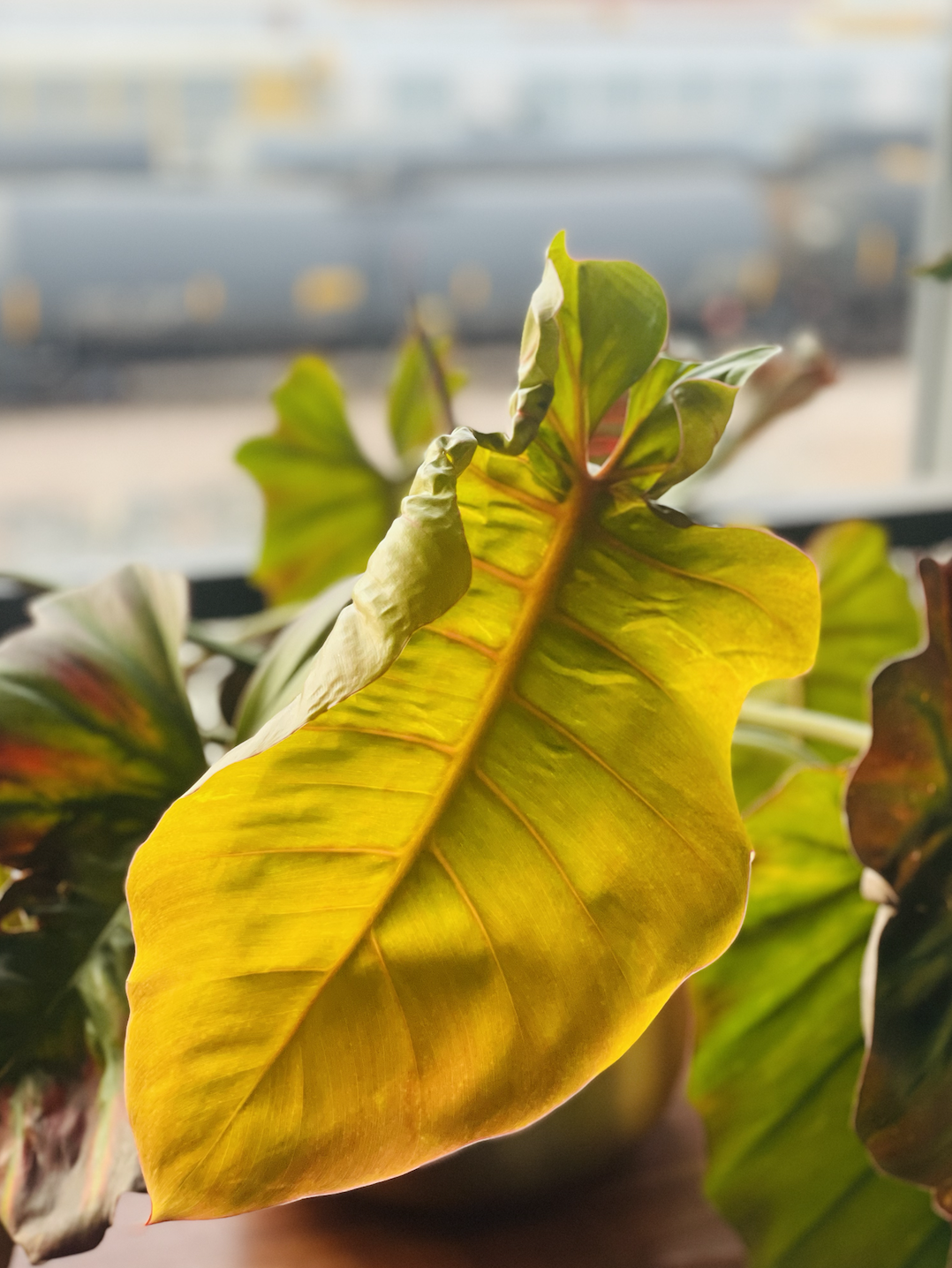 Jungle Fever Philodendron
